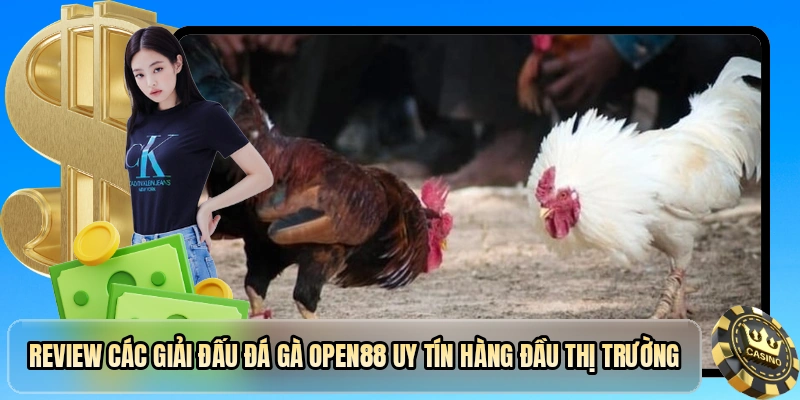 Review các giải đấu đá gà OPEN88 uy tín hàng đầu thị trường